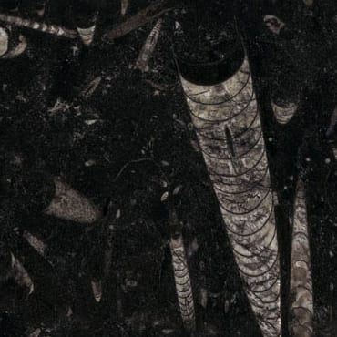 Black Fossil marble slab face, photographed for the factory catalog — near-black grey overall.